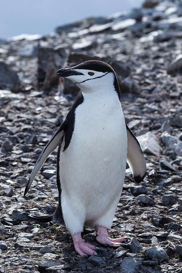 Chinstrap Penguin (Pygoscelis antarcticus), Half Moon Bay, Half Moon Island, South Shetland Islands