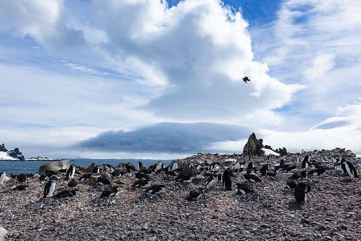 Chinstrap Penguin nesting site, Half Moon Bay, Half Moon Island, South Shetland Islands, Antarctica