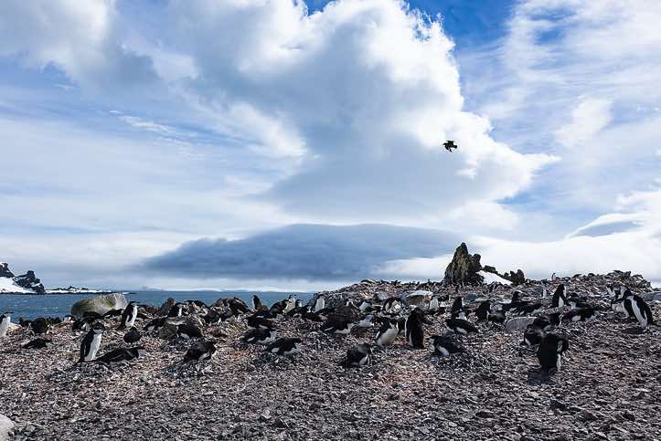 Chinstrap Penguin nesting site, Half Moon Bay, Half Moon Island, South Shetland Islands