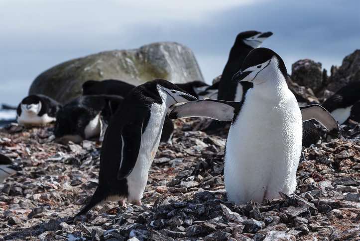 Nesting Chinstrap Penguins (Pygoscelis antarcticus), Half Moon Bay, Half Moon Island, South Shetland Islands