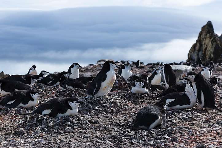 Nesting Chinstrap Penguins (Pygoscelis antarcticus), Half Moon Bay, Half Moon Island, South Shetland Islands