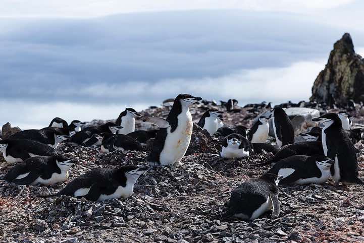 Nesting Chinstrap Penguins (Pygoscelis antarcticus), Half Moon Bay, Half Moon Island, South Shetland Islands, Antarctica
