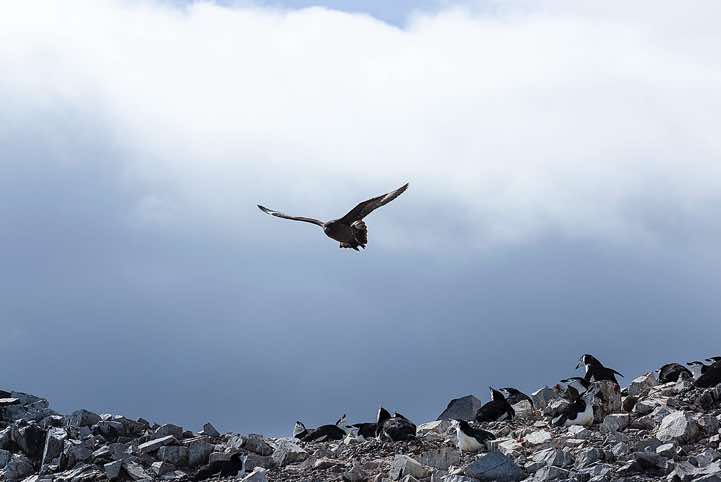 Overhead Skuas and Kelp gulls are on the lookout to steal an egg or young Penguin chicks, Half Moon Bay, Half Moon Island, South Shetland Islands, Antarctica