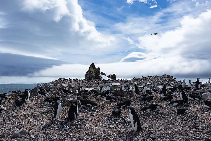 Chinstrap penguin nesting site, Half Moon Bay, Half Moon Island, South Shetland Islands