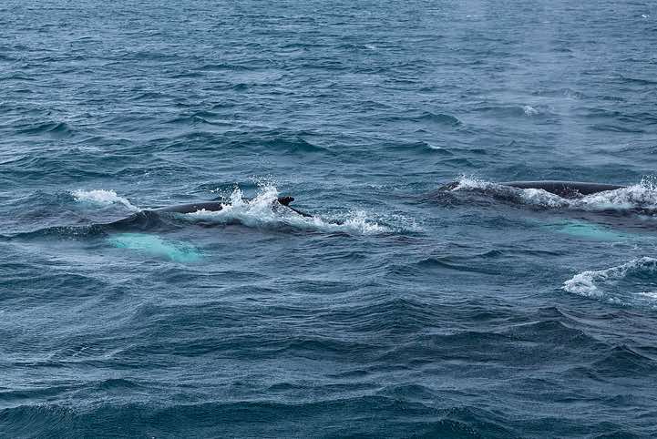 Humpback Whales (Megaptera novaeangliae), spotted near Yankee Harbour, Greenwich Island, South Shetland Islands, Antarctica
