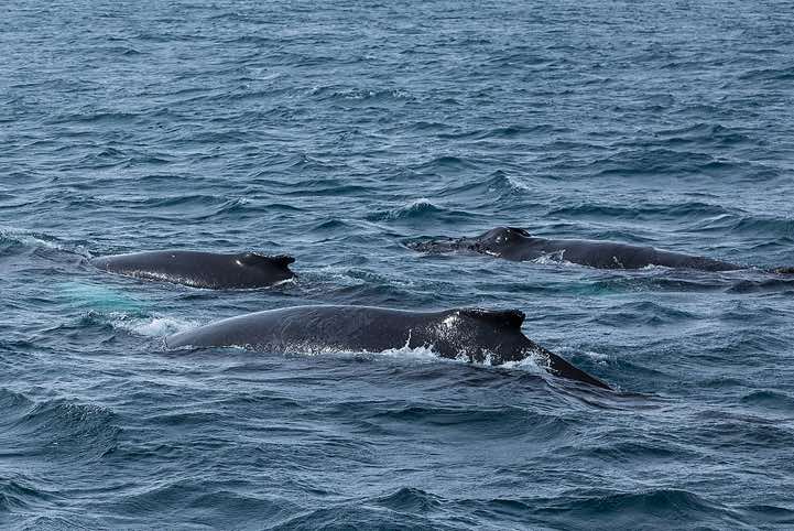 Humpback Whales (Megaptera novaeangliae), spotted near Yankee Harbour, Greenwich Island, South Shetland Islands, Antarctica