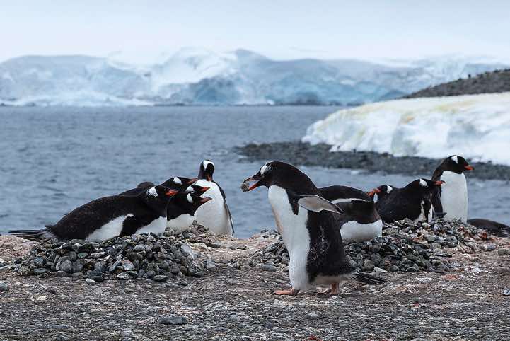 Nesting Gentoo Penguins (Pygoscelis papua), Yankee Harbour, Greenwich Island, South Shetland Islands, Antarctica