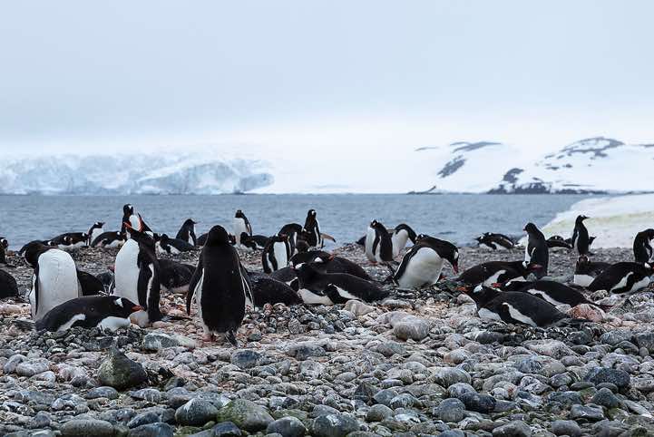 Nesting Gentoo Penguins (Pygoscelis papua), Yankee Harbour, Greenwich Island, South Shetland Islands, Antarctica