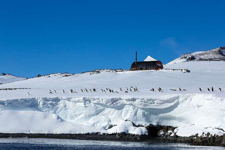 Group of Adélie Penguins (Pygoscelis adeliae) walking on snowfield near the water's edge at Hope Bay