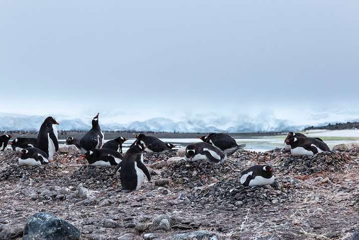 Nesting Gentoo Penguins (Pygoscelis papua), Yankee Harbour, Greenwich Island, South Shetland Islands