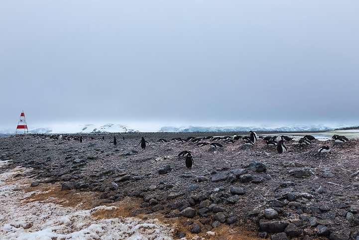 Gentoo Penguin nesting site, Yankee Harbour, Greenwich Island, South Shetland Islands, Antarctica