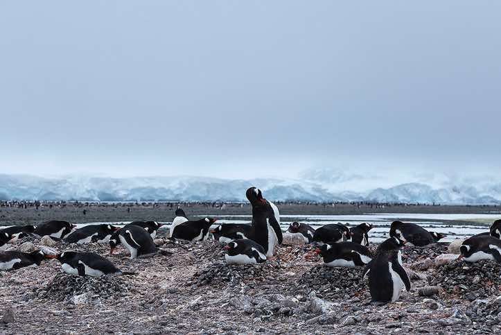 Nesting Gentoo Penguins (Pygoscelis papua), Yankee Harbour, Greenwich Island, South Shetland Islands