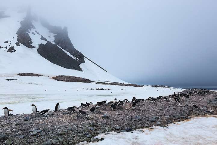 Gentoo Penguin nesting site, Yankee Harbour, Greenwich Island, South Shetland Islands, Antarctica
