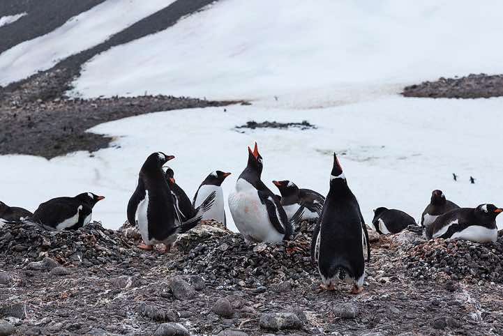 Nesting Gentoo Penguins (Pygoscelis papua), Yankee Harbour, Greenwich Island, South Shetland Islands, Antarctica