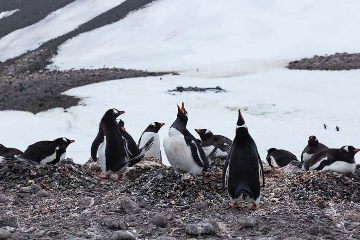 Nesting Gentoo Penguins (Pygoscelis papua), Yankee Harbour, Greenwich Island, South Shetland Islands