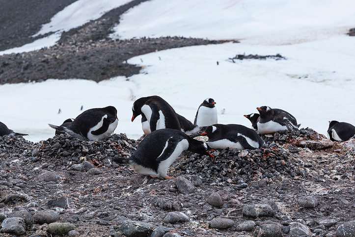 Nesting Gentoo Penguins (Pygoscelis papua), Yankee Harbour, Greenwich Island, South Shetland Islands