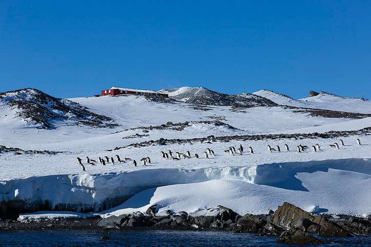 Group of Adélie Penguins (Pygoscelis adeliae) walking on snowfield near the water's edge at Hope Bay, Trinity Peninsula, Antarctica
