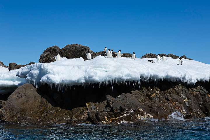 Adélie Penguins (Pygoscelis adeliae) standing on a small snowfield at the water’s edge, Kinnes Cove, Joinville Island