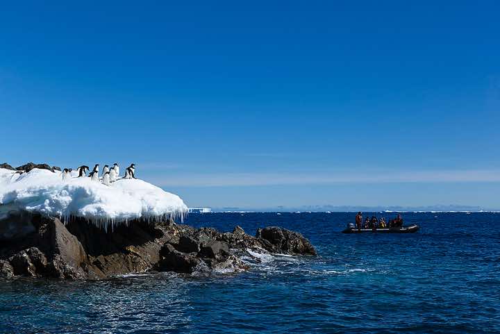 Adélie Penguins (Pygoscelis adeliae) standing on a small snowfield at the water’s edge, Kinnes Cove, Joinville Island