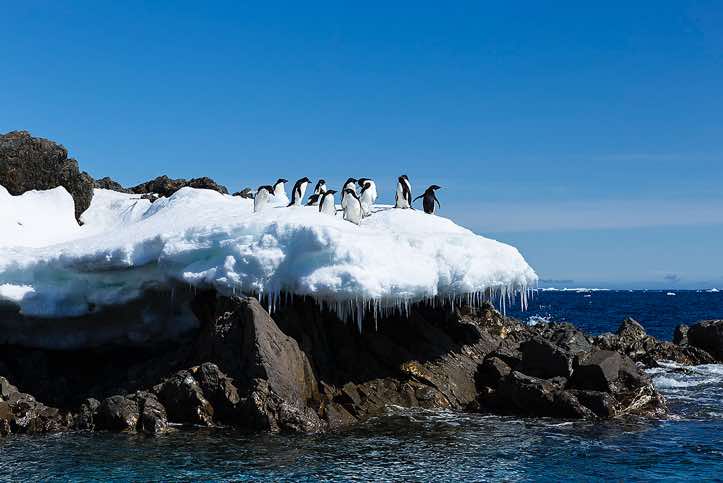 Adélie Penguins (Pygoscelis adeliae) standing on a small snowfield at the water’s edge, Kinnes Cove, Joinville Island, Antarctica