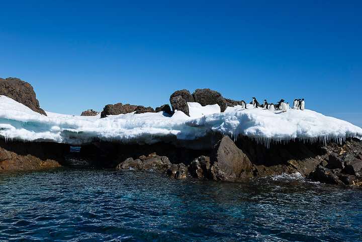 Adélie Penguins (Pygoscelis adeliae) standing on a small snowfield at the water’s edge, Kinnes Cove, Joinville Island