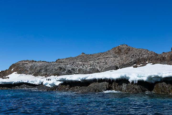 Adélie Penguin colony on the rocky hillside, Kinnes Cove, Joinville Island