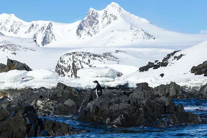 Adélie Penguin (Pygoscelis adeliae) standing on a rock, Hope Bay, Trinity Peninsula, Antarctica