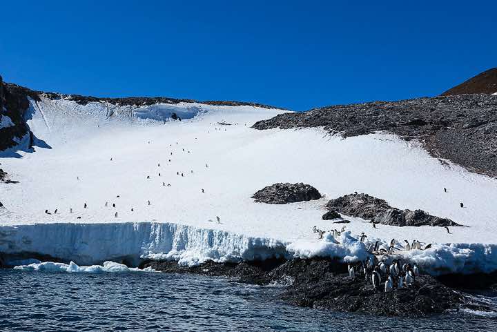 Adélie Penguins (Pygoscelis adeliae) standing at the water’s edge, Kinnes Cove, Joinville Island