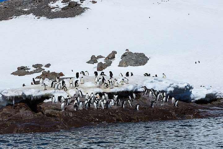 Adélie Penguins (Pygoscelis adeliae) standing at the water’s edge, Kinnes Cove, Joinville Island