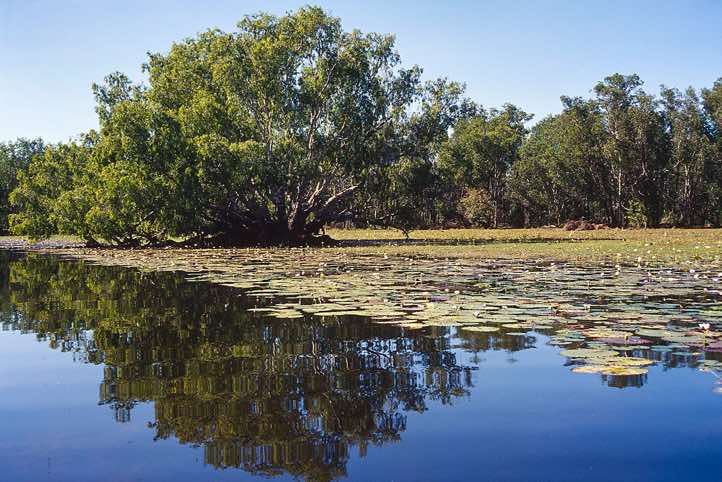 Wetlands at Yellow Water in Kakadu National Park, Northern Territory