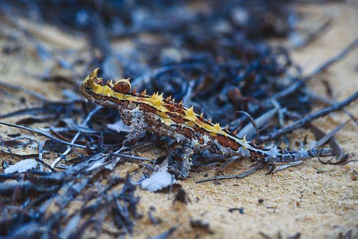 The well-armoured Thorny Devil (Moloch horridus), Kalbarri National Park, Western Australia