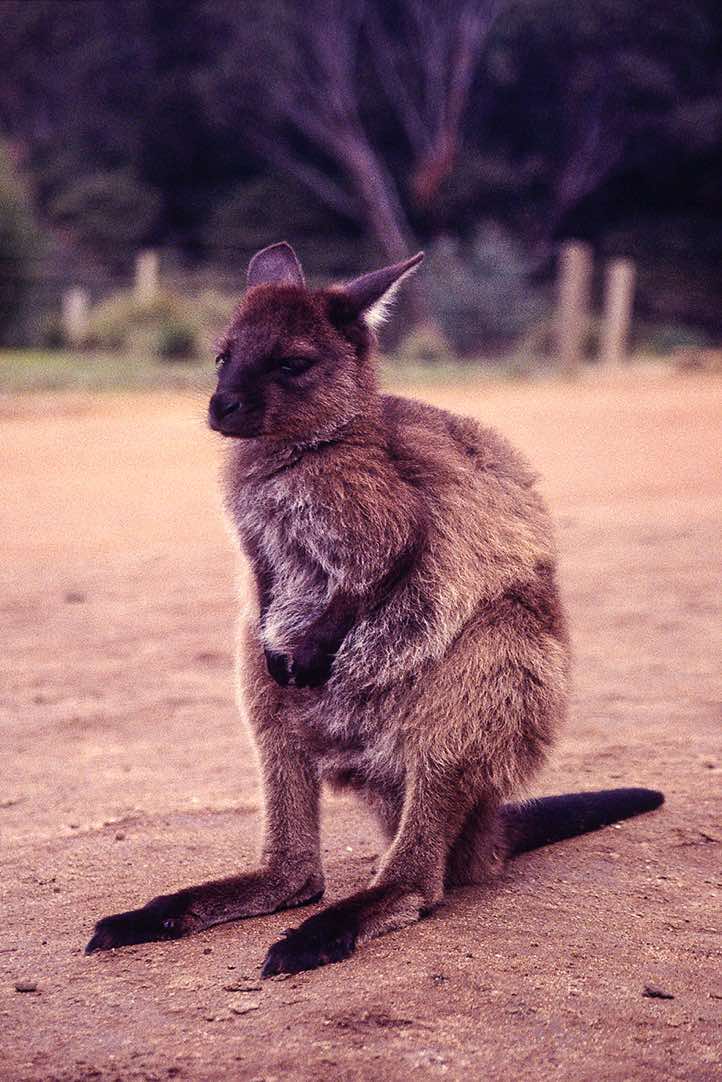 Young Kangaroo on Kangaroo Island, South Australia