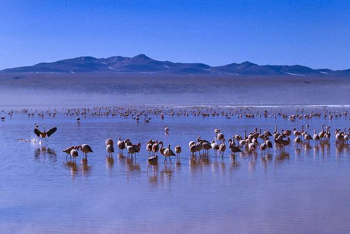 Flamingos, Laguna Colorada