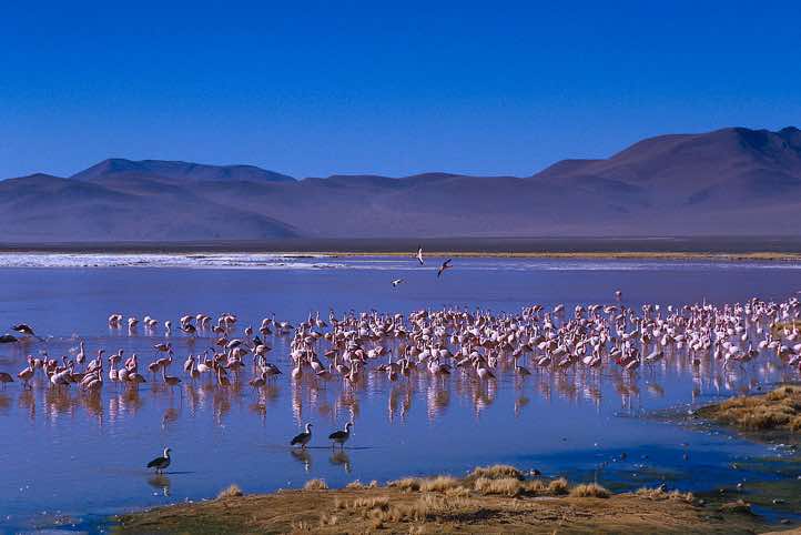 Flamingos, Laguna Colorada