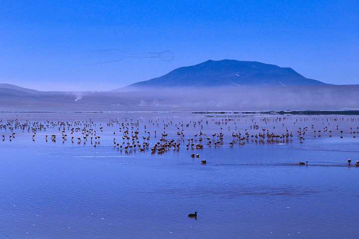 Flamingos, Laguna Colorada