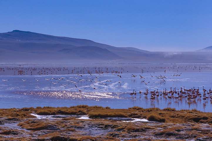 Flamingos, Laguna Colorada