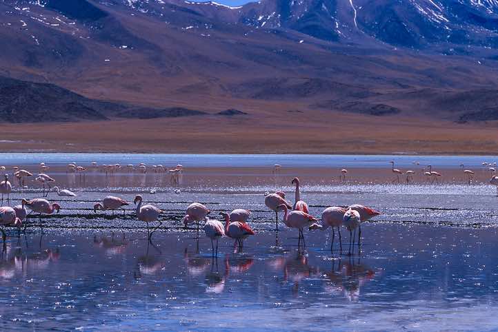 James's Flamingos (Phoenicoparrus jamesi), Laguna Hedionda
