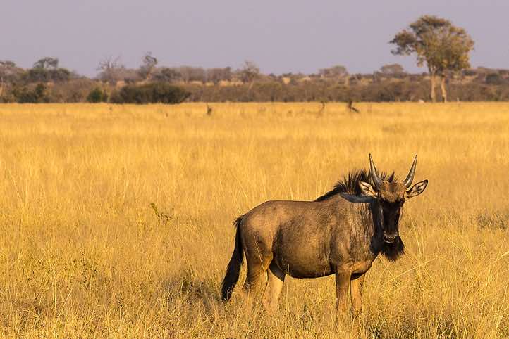 Blue Wildebeest (Connochaetes taurinus), Savuti region, Chobe National Park