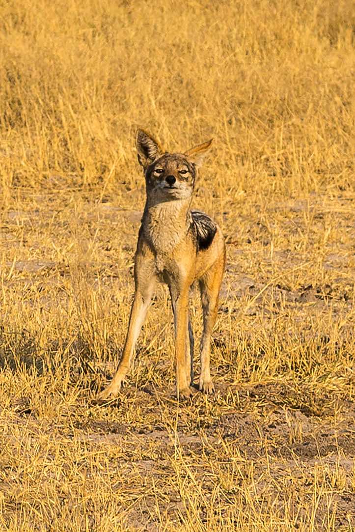 Black-backed Jackal (Lupulella mesomelas), Savuti region, Chobe National Park