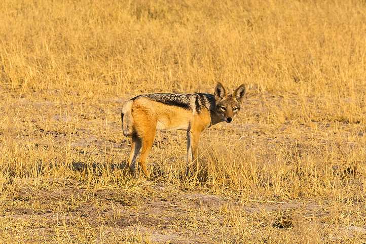 Black-backed Jackal (Lupulella mesomelas), Savuti region, Chobe National Park
