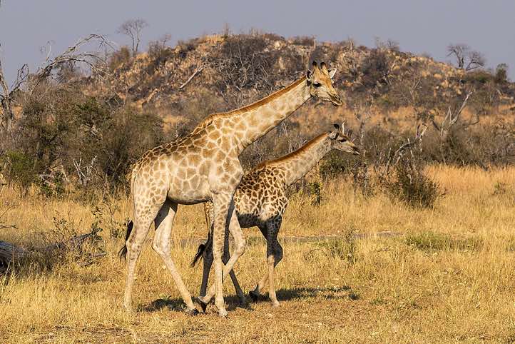 Southern Giraffes (Giraffa giraffa), Savuti region, Chobe National Park