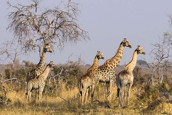 Group of Southern Giraffes (Giraffa giraffa), Savuti region, Chobe National Park