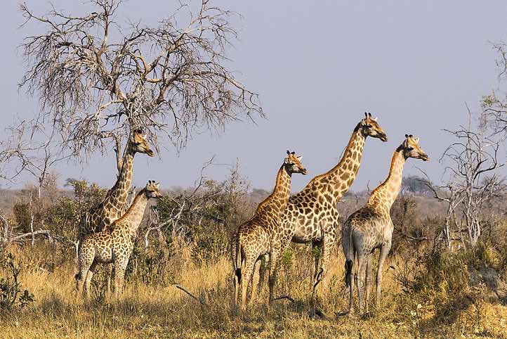 Group of Southern Giraffes (Giraffa giraffa), Savuti region, Chobe National Park