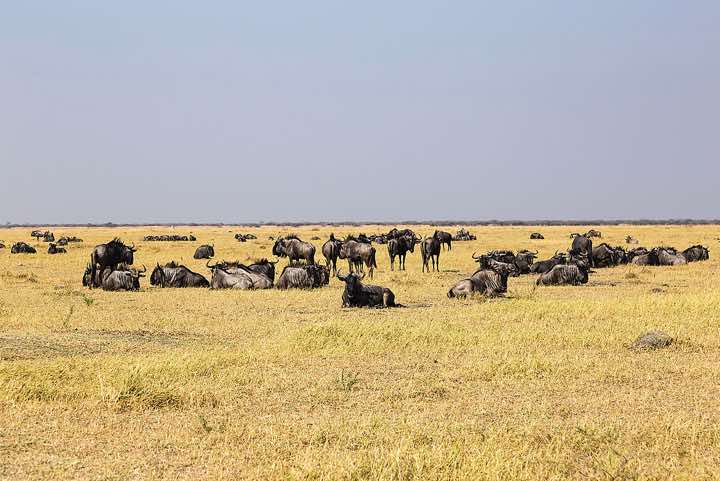 Herd of Blue Wildebeest (Connochaetes taurinus), Savuti region, Chobe National Park