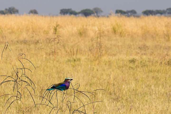 Lilac-breasted Roller (Coracias caudatus), Savuti region, Chobe National Park