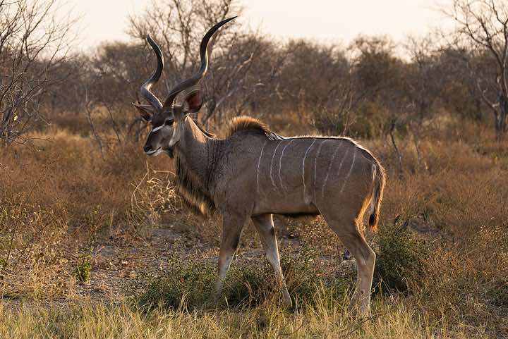 Male Greater Kudu (Tragelaphus strepsiceros), Savuti region, Chobe National Park
