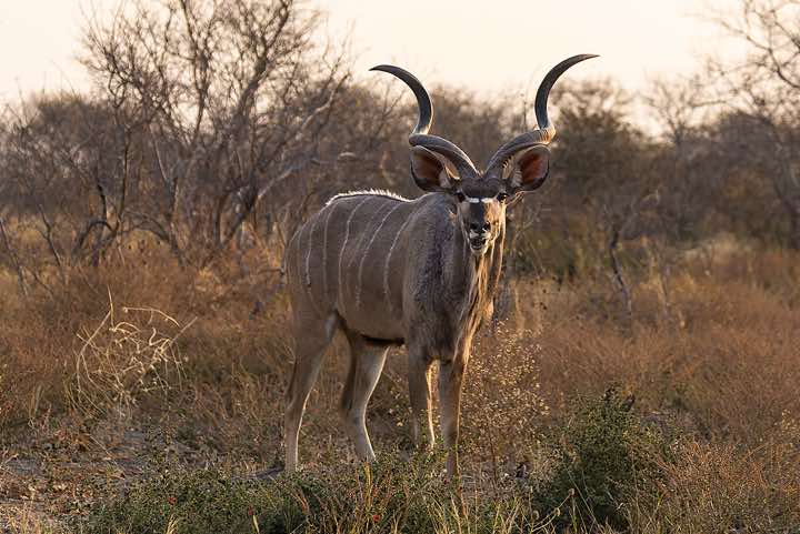 Male Greater Kudu (Tragelaphus strepsiceros), Savuti region, Chobe National Park