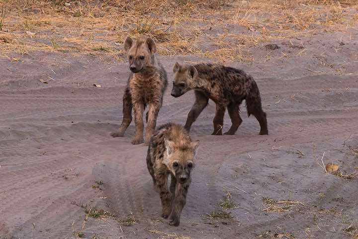 Young Spotted Hyenas (Crocuta crocuta), Savuti region, Chobe National Park