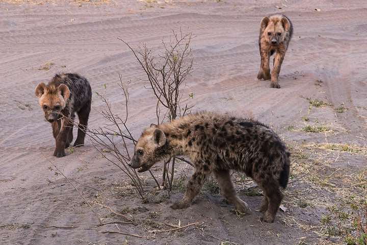 Young Spotted Hyenas (Crocuta crocuta), Savuti region, Chobe National Park