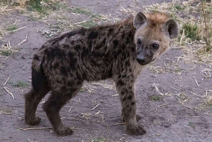 Young Spotted Hyena (Crocuta crocuta), Savuti region, Chobe National Park